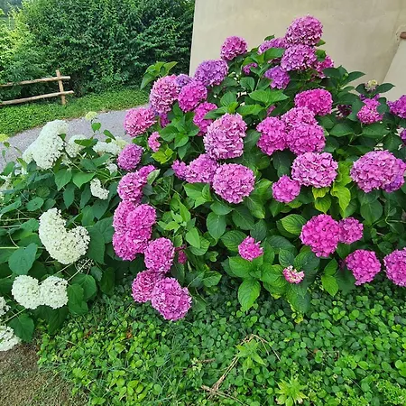 Di Magnano By Interhome Apartmán Diolo